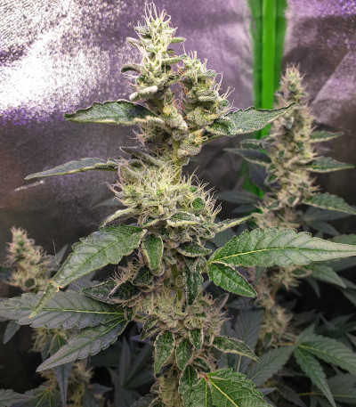 Сорт Cookies USA fem (Pyramid Seeds)