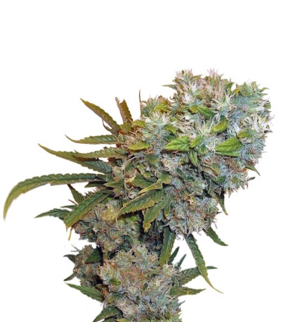 Сорт Cream 47 fem (Sweet Seeds)