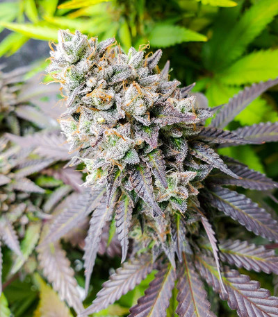 Сорт Glue Cookies fem (AlphaFem Seeds)