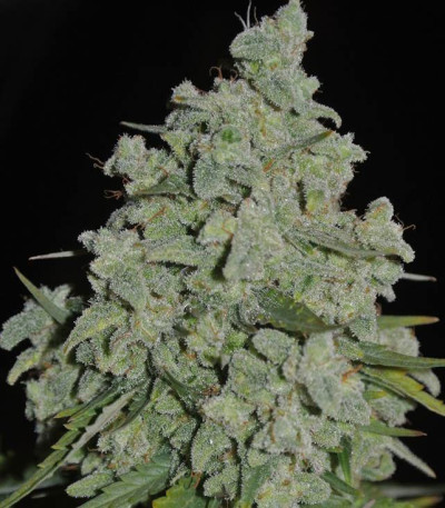 Сорт Honey Rock fem (Sumo Seeds)