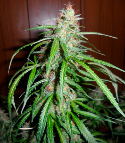 Сорт Super Skunk Auto Fem (Vision Seeds)