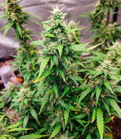 Сорт Black Orchid fem (Original Sensible Seeds)