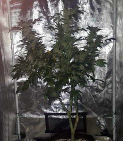 Сорт Crystal Queen fem (Vision Seeds)