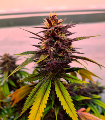 Сорт Tropicanna Poison F1 Fast Version (Sweet Seeds)