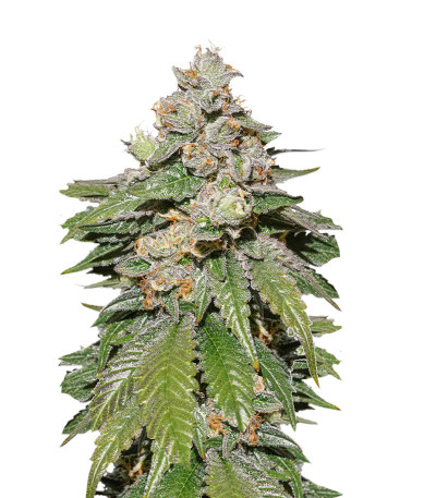 Сорт Auto Mokum's Tulip fem (Dutch Passion)