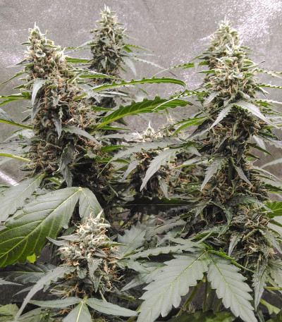 Сорт Auto Fresh Candy fem (Pyramid Seeds)