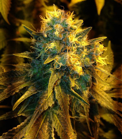 Сорт Jack Herer fem (Vision Seeds)