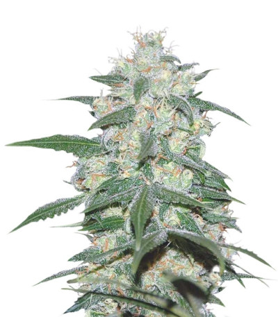 Микс семян Indica Pure Origin Collection 8 (World of Seeds)