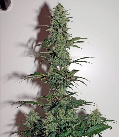 Сорт OG Kush Autoflowering fem (Dinafem Seeds)