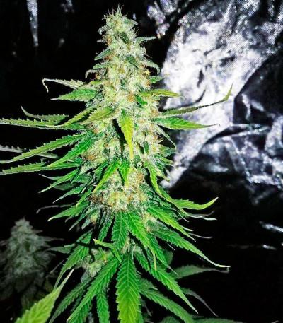 Сорт Moby Dick Autoflowering fem (Dinafem Seeds)