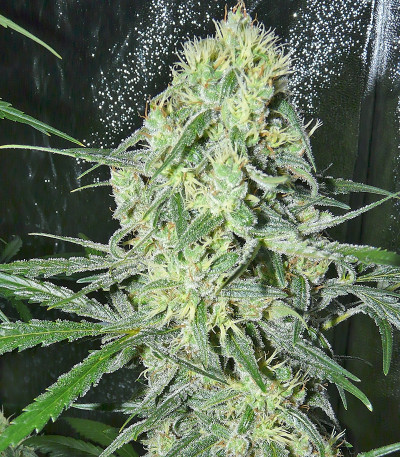 Сорт SexBud fem (Female Seeds)