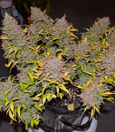 Сорт Crystal WW Autoflower fem (Easy Grow Seeds)