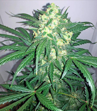 Сорт конопли Blue Kush Autoflowering 