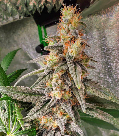 Сорт Monster Pebbles (Monster Genetics)