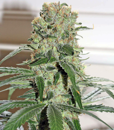 Сорт Smile Max Auto fem