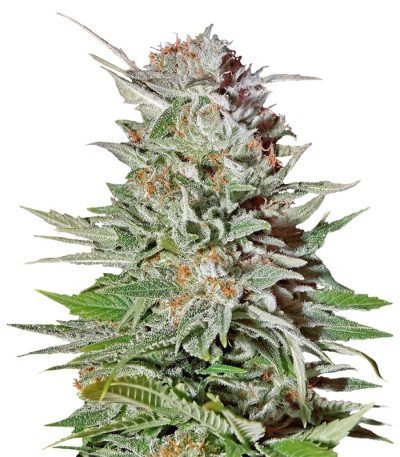 Сорт Super Lemon Haze Auto fem (Green House Seeds)