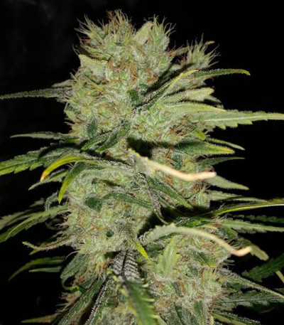 Сорт Cinderella's fem (Sumo Seeds)