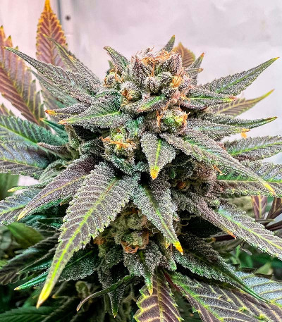 Сорт Fullgas fem (Green House Seeds)