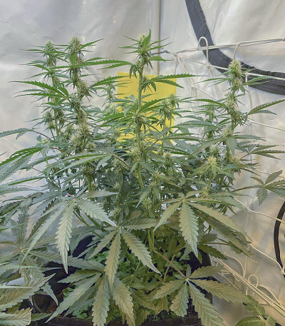 Сорт Watermelon Zkittlez Auto fem