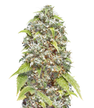 Сорт Pure AK fem (Female Seeds)