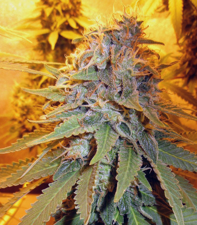 Сорт Green Gelato fem (Royal Queen Seeds)