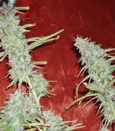 Сорт Krippleberry Auto fem (Dr. Krippling Seeds)