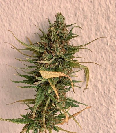 Сорт Orange Bud fem (Dutch Passion)