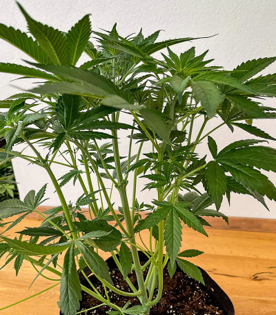 Сорт Lemon Cherry Cookies Auto fem (FastBuds)