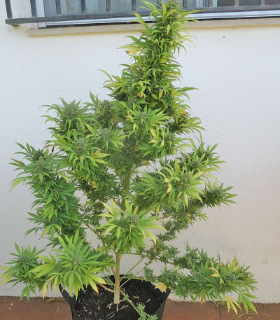 Сорт Buddha Kraken fem (Buddha Seeds)