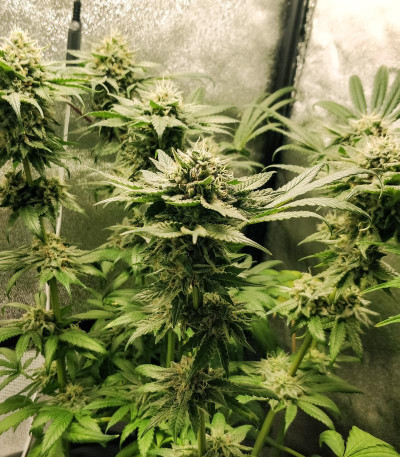 Сорт Runtz XL Auto (Sweet Seeds)