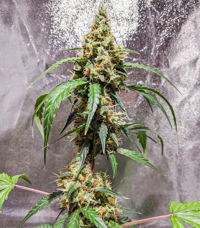 Сорт Black Herer Autoflower fem (Easy Grow Seeds)