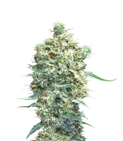 Сорт Auto Afgani fem (VIP seeds)