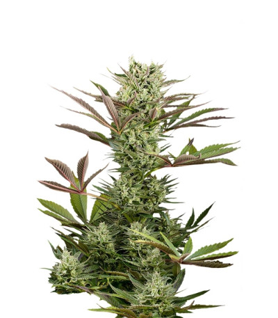 Сорт Deep Cheese fem (Dinafem Seeds)