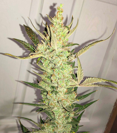 Сорт NYC Diesel Auto fem (Barney's Farm)