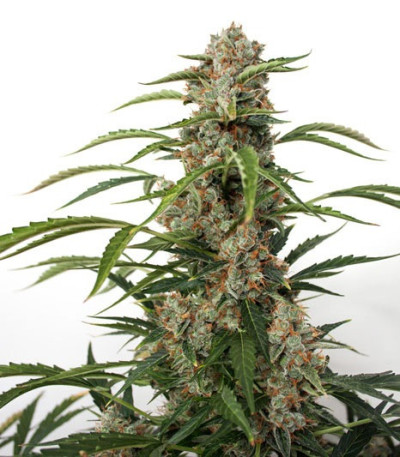 Сорт Auto Orange Bud fem (Dutch Passion)