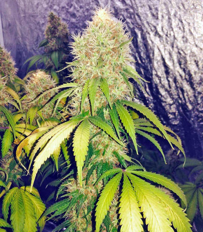 Сорт Blue Dream fem (Humboldt Seeds)