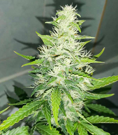 Сорт Gran Purple Banner Auto fem (Cali Buds Seeds)