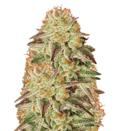 Сорт Mob Boss fem (Anesia Seeds)