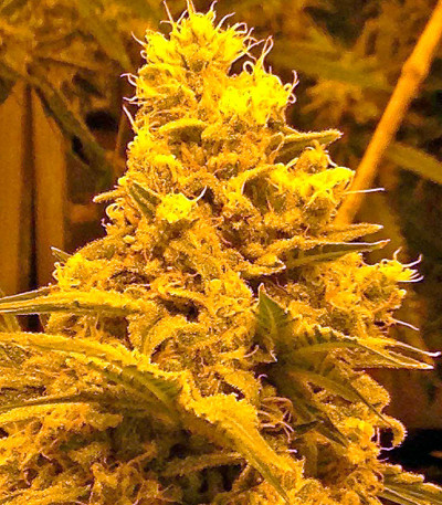 Сорт Skunk + (Power Skunk) fem