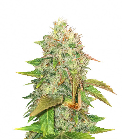 Сорт American Pie fem (Pyramid Seeds)