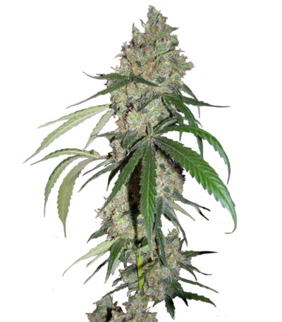 Сорт Chocolope fem (DNA Genetics)