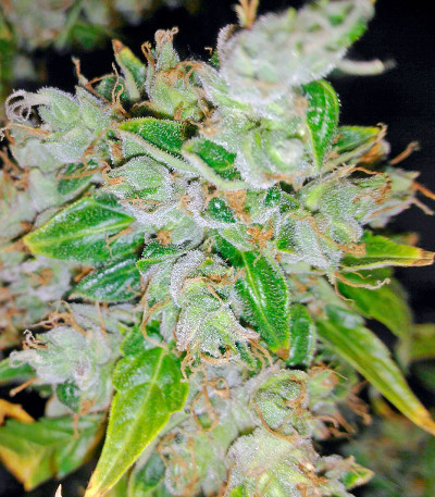 Сорт Fruit Punch Auto fem