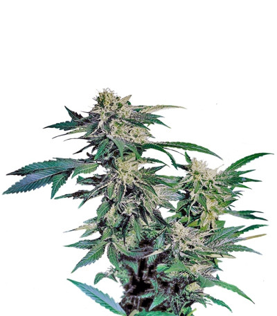 Сорт Skunk Kush fem (Sensi Seeds)