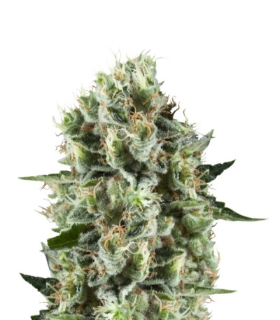 Сорт Critical Kush fem (Royal Queen Seeds)