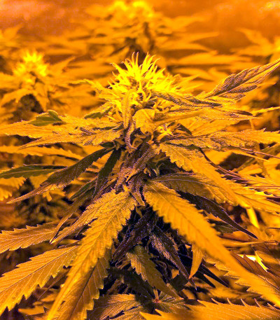 Сорт Sweet Deep Grapefruit fem