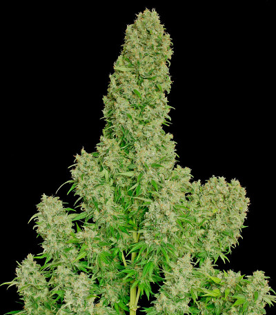 Сорт White Russian fem (Serious Seeds)