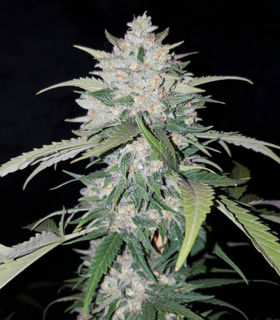 Сорт AK Full Autoy fem (Sumo Seeds)