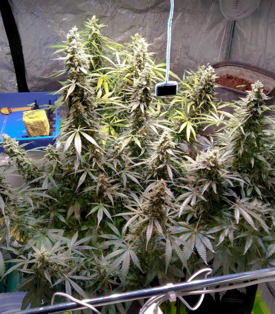 Сорт Auto Banana Blaze (Dutch Passion)