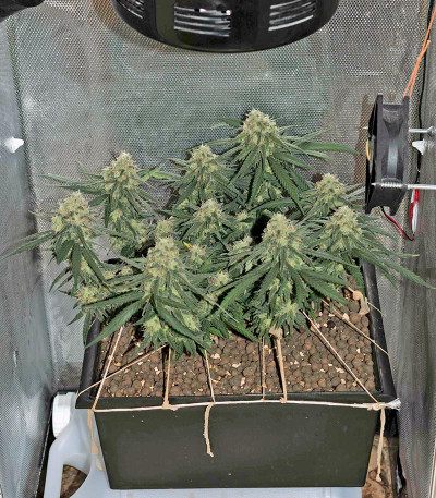 Сорт Critical Cheese Autoflowering fem (Dinafem Seeds)