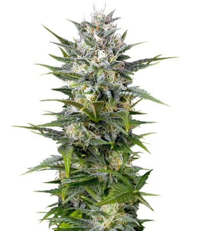 Сорт Pineapple Skunk fem (Humboldt Seeds)